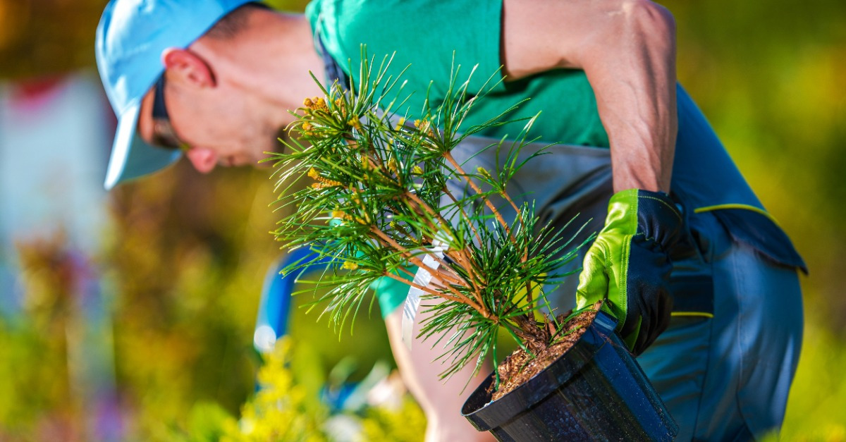JOB VACANCY: Tree Planting